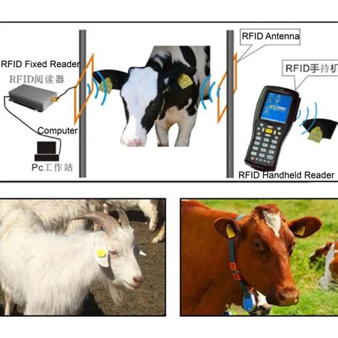 rfid readers for cattle